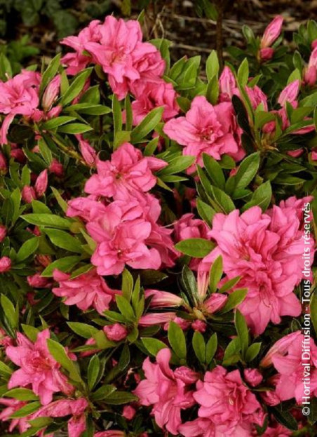 azalee-du-japon-rosa-king-azalea-japonica-rosa-king.jpg