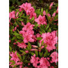 AZALEA japonica ROSA KING (Azalée japonaise)