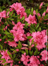 azalee-du-japon-rosa-king-azalea-japonica-rosa-king.jpg