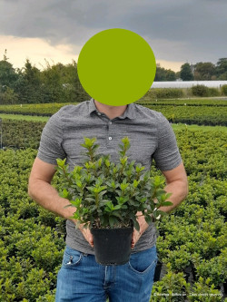 AZALEA repetita En pot de 2-3 litres buisson