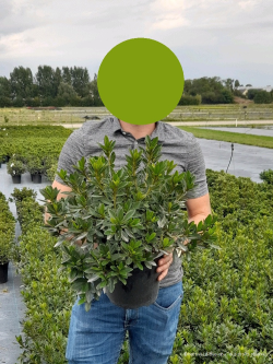 AZALEA repetita En pot de 4-5 litres buisson diamètre 030-040 cm