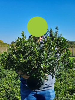 AZALEA repetita En pot de 10-12 litres buisson hauteur 050-060 cm