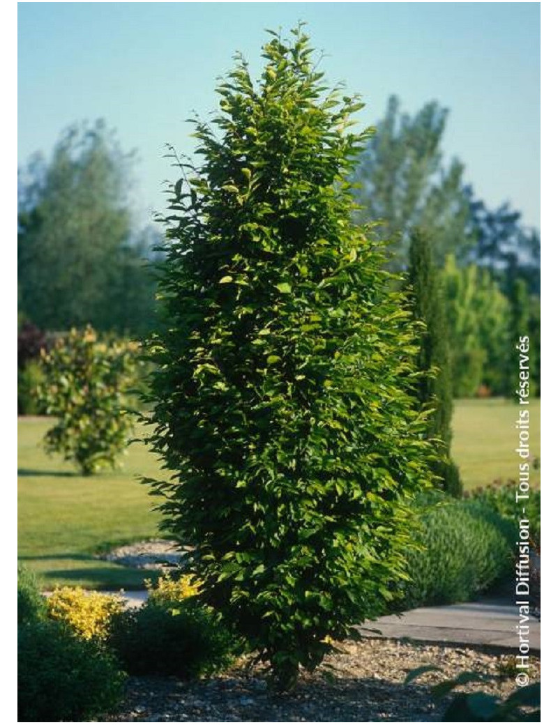 CARPINUS betulus FASTIGIATA (Charme commun fastigié)