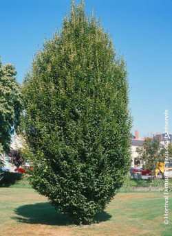 CARPINUS Betulus FASTIGIATA Charme Commun Fastigi carpinus-betulus-fastigiata-charme-commun-fastigi