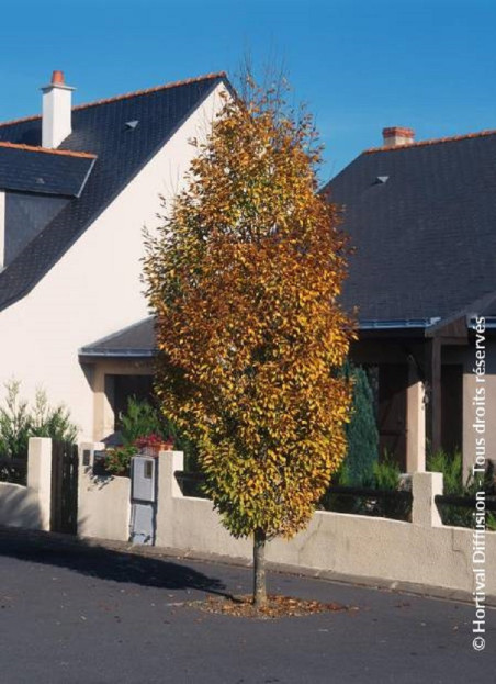 CARPINUS Betulus FASTIGIATA Charme Commun Fastigi carpinus-betulus-fastigiata-charme-commun-fastigi