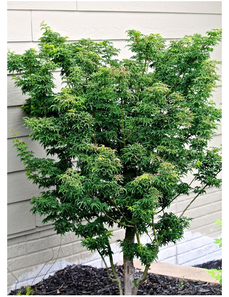 ACER palmatum SHISHIGASHIRA (Érable du Japon)