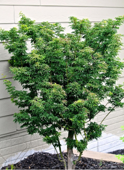 erable-du-japon-shishigashira-acer-palmatum-shishigashira.jpg