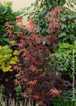erable-du-japon-nain-pourpre-skeeters-broom-acer-palmatum-skeeters-broom.jpg
