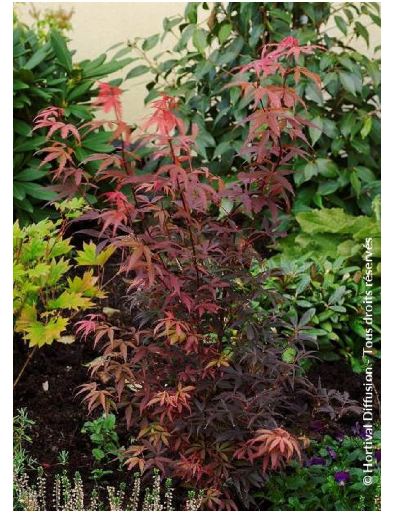 ACER palmatum SKEETER'S BROOM ACER palmatum SKEETER'S BROOM