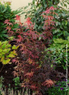 erable-du-japon-nain-pourpre-skeeters-broom-acer-palmatum-skeeters-broom.jpg