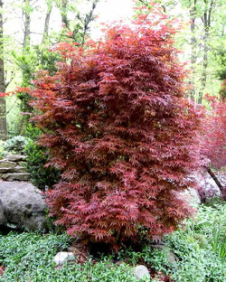 ACER palmatum SKEETER'S BROOM
