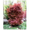 ACER palmatum SKEETER'S BROOM