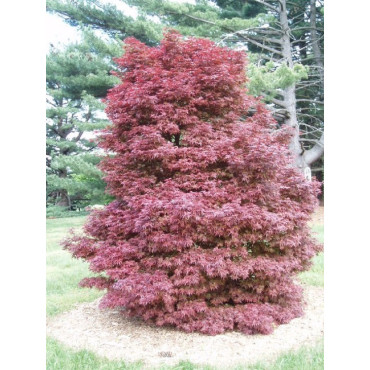 ACER palmatum SKEETER'S BROOM (Érable du Japon)