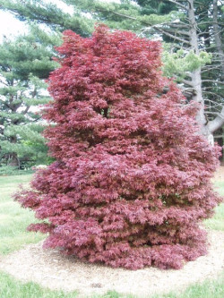 erable-du-japon-nain-pourpre-skeeters-broom-acer-palmatum-skeeters-broom-1.jpg