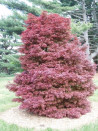 erable-du-japon-nain-pourpre-skeeters-broom-acer-palmatum-skeeters-broom-1.jpg