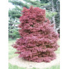 ACER palmatum SKEETER'S BROOM