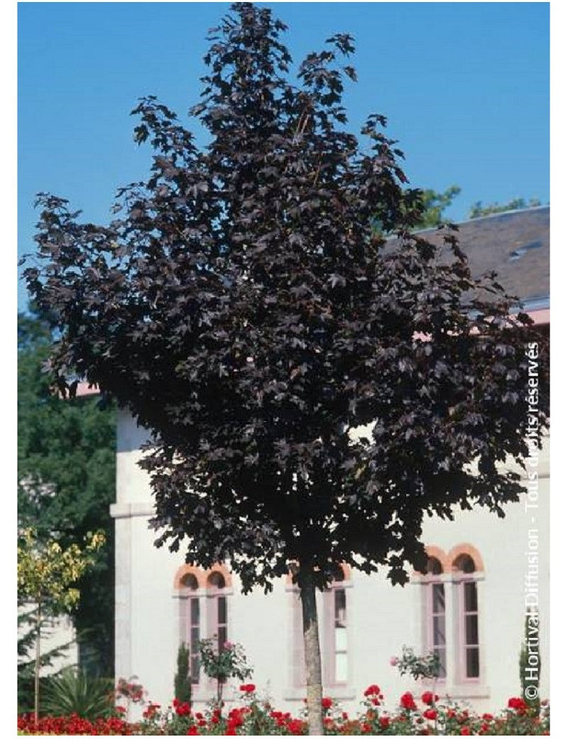 ACER platanoides CRIMSON KING