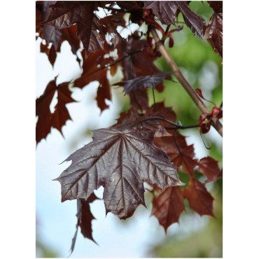 ACER platanoides CRIMSON KING (Érable plane pourpre)