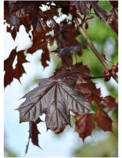 erable-plane-pourpre-crimson-king-acer-platanoides-crimson-king-1.jpg