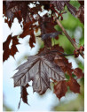 erable-plane-pourpre-crimson-king-acer-platanoides-crimson-king-1.jpg