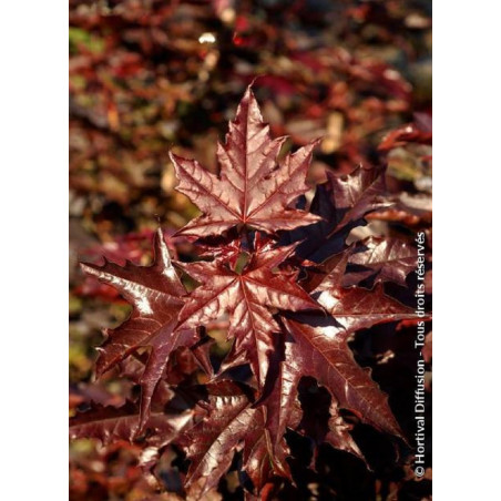 ACER platanoides CRIMSON SENTRY (Érable plane Crimson Sentry)