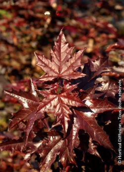 erable-plane-fastigie-pourpre-crimson-sentry-acer-platanoides-crimson-sentry-2.jpg