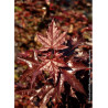 ACER platanoides CRIMSON SENTRY (Érable plane Crimson Sentry)