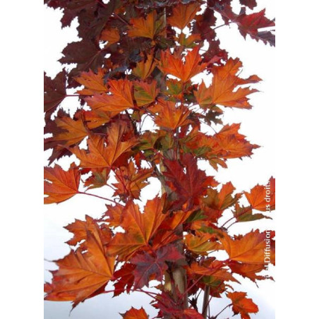 ACER platanoides CRIMSON SENTRY (Érable plane Crimson Sentry)