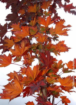 erable-plane-fastigie-pourpre-crimson-sentry-acer-platanoides-crimson-sentry-3.jpg