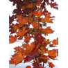 ACER platanoides CRIMSON SENTRY (Érable plane Crimson Sentry)