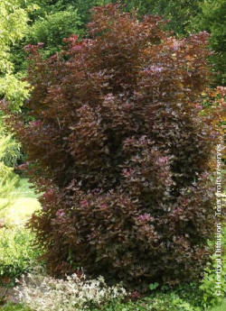 erable-plane-fastigie-pourpre-crimson-sentry-acer-platanoides-crimson-sentry.jpg