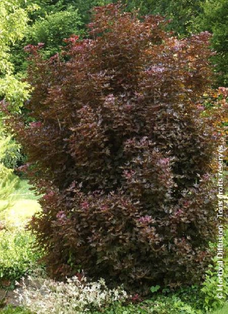 erable-plane-fastigie-pourpre-crimson-sentry-acer-platanoides-crimson-sentry.jpg