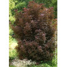 ACER platanoides CRIMSON SENTRY (Érable plane Crimson Sentry)