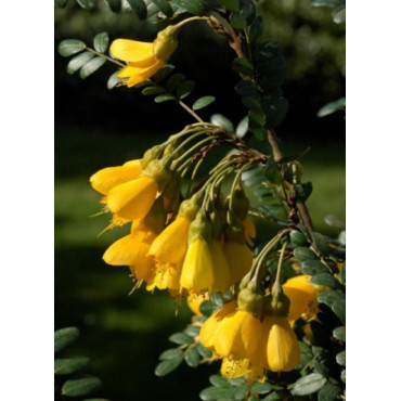 SOPHORA SUN KING® (Sophora)