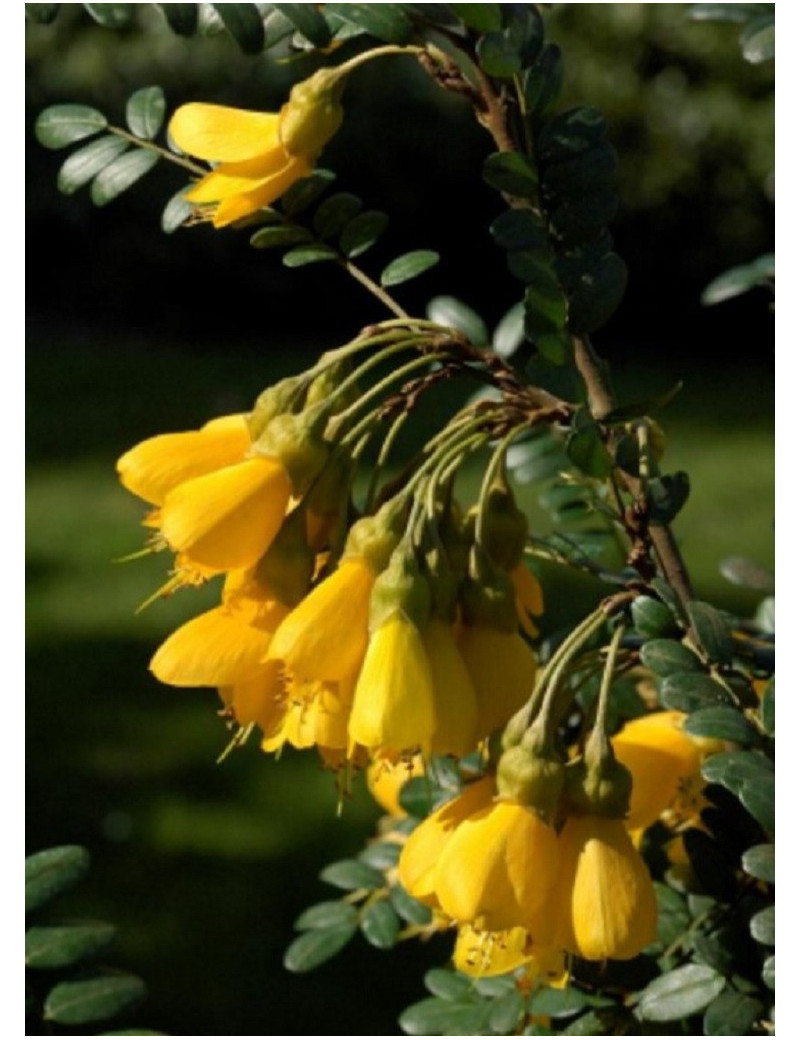 SOPHORA SUN KING® (Sophora)