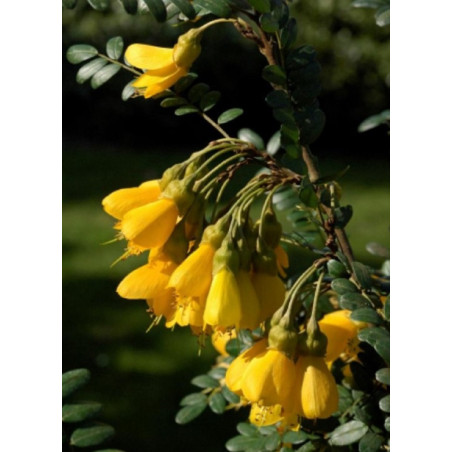 SOPHORA SUN KING® (Sophora)