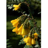 SOPHORA SUN KING® (Sophora)