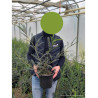 SOPHORA SUN KING® (Sophora) En pot de 4-5 litres forme buisson