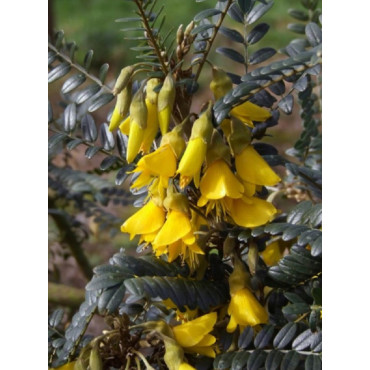 SOPHORA SUN KING® (Sophora)