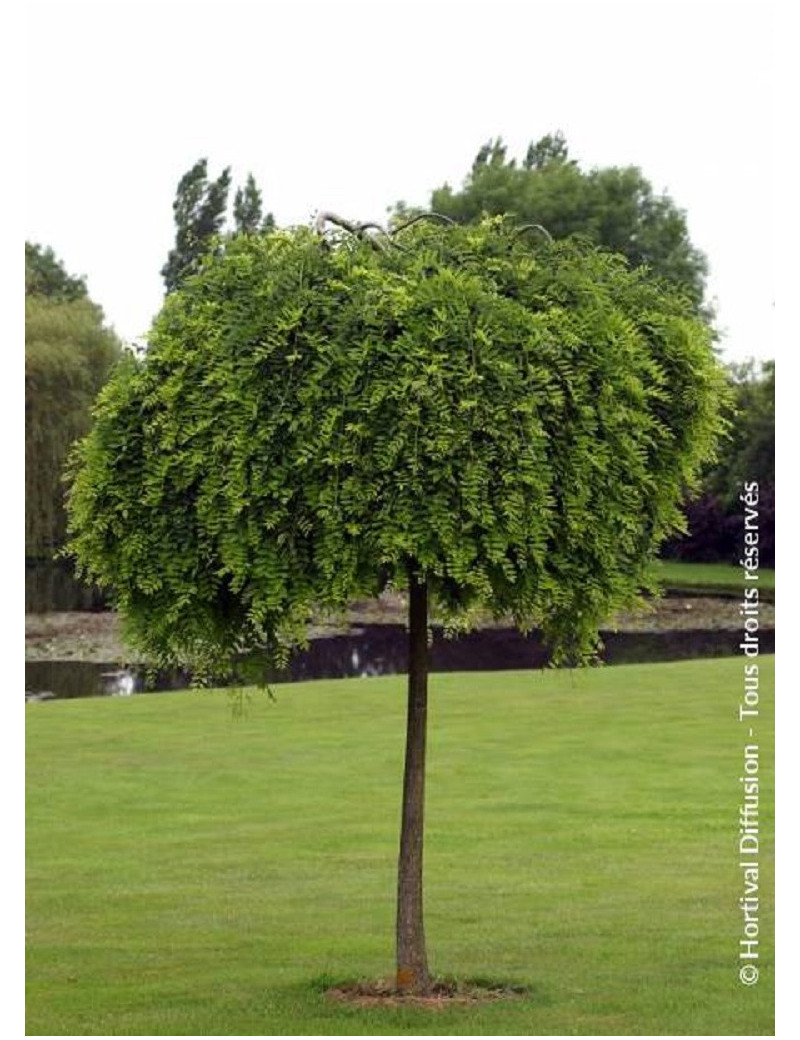 SOPHORA japonica PENDULA (Sophora du Japon pleureur)