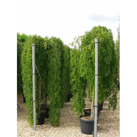 SOPHORA japonica PENDULA (Sophora du Japon pleureur)