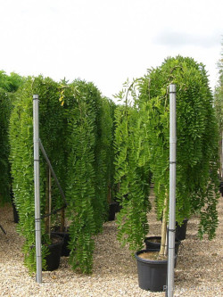 SOPHORA japonica PENDULA En pot de 35-50 litres tige hauteur du tronc 190-210 cm