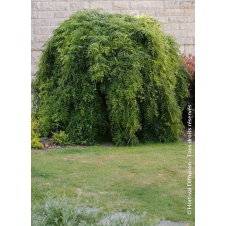 SOPHORA japonica PENDULA (Sophora du Japon pleureur)
