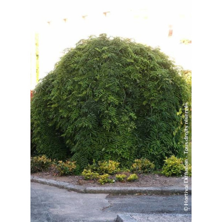 SOPHORA japonica PENDULA (Sophora du Japon pleureur)