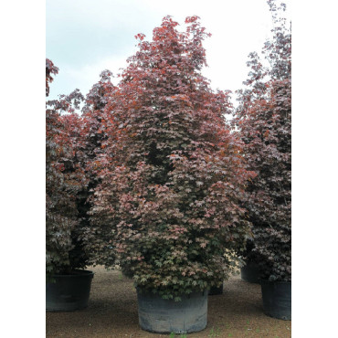 ACER platanoides CRIMSON SENTRY (Érable plane Crimson Sentry)