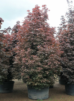 erable-plane-fastigie-pourpre-crimson-sentry-acer-platanoides-crimson-sentry-1.jpg