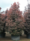 erable-plane-fastigie-pourpre-crimson-sentry-acer-platanoides-crimson-sentry-1.jpg