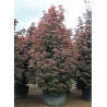 ACER platanoides CRIMSON SENTRY (Érable plane Crimson Sentry)