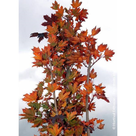 ACER platanoides CRIMSON SENTRY (Érable plane Crimson Sentry)