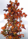 erable-plane-fastigie-pourpre-crimson-sentry-acer-platanoides-crimson-sentry-4.jpg